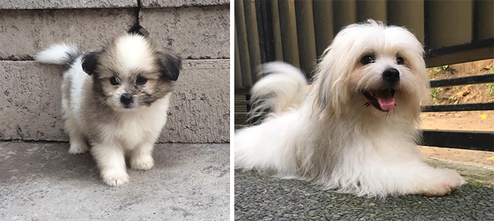 Before-After-Pet-Challenge