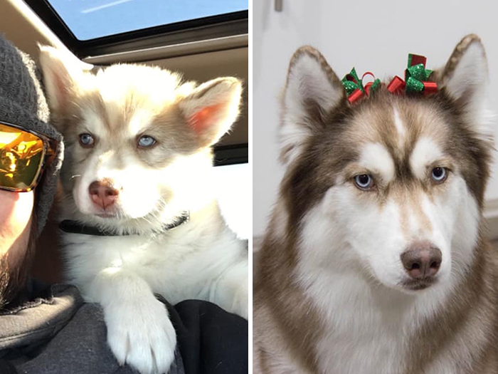 Before-After-Pet-Challenge