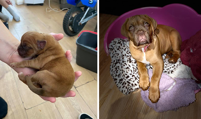 Before-After-Pet-Challenge