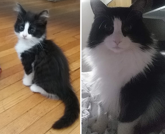 Before-After-Pet-Challenge