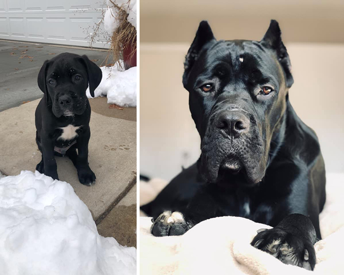 Before-After-Pet-Challenge