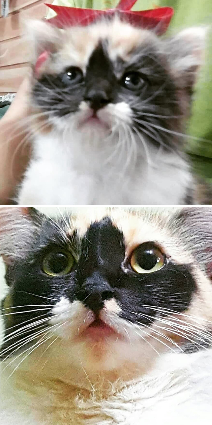 Before-After-Pet-Challenge