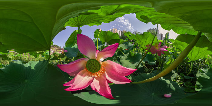 Epson-International-Pano-Awards-Winners-2020