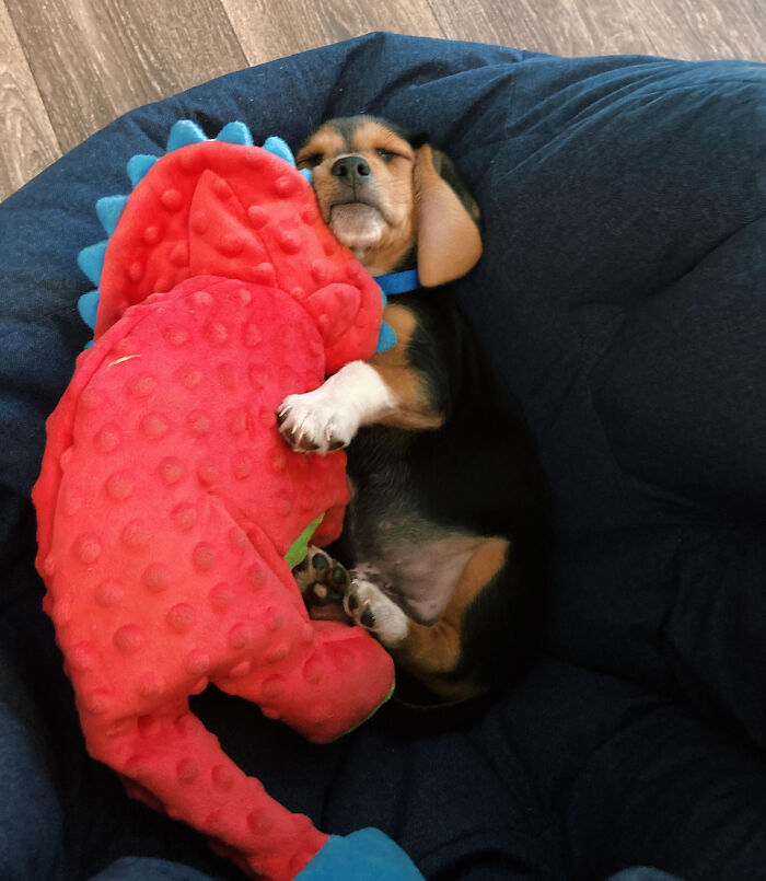 Dino Is His Favorite Toy. He’s Our Favorite Pup.