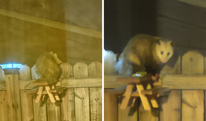 Sir You Are Too Large For The Squirrel Table. Also You're Not A Squirrel