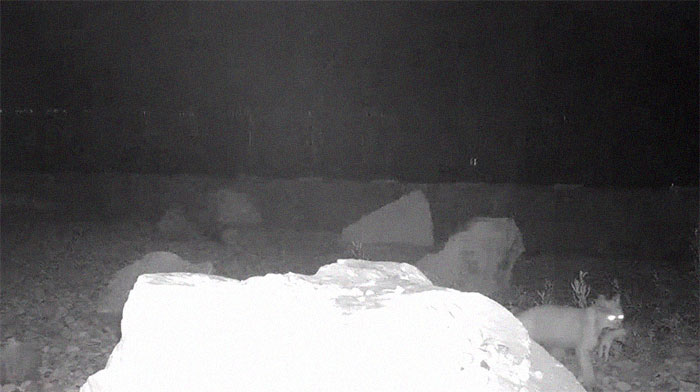 The Highway Overpass In Utah Is A Major Success And The Video Shows Many Wild Animals Using It To Avoid Danger The Highway Overpass In Utah Is A Major Success And The Video Shows Many Wild Animals Using It To Avoid Danger