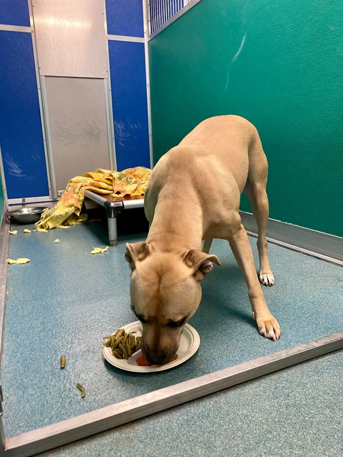 Nearly 80 Shelter Animals Get Treated To A Festive Thanksgiving Meal Nearly 80 Shelter Animals Get Treated To A Festive Thanksgiving Meal