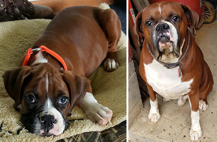 Before-After-Pet-Challenge