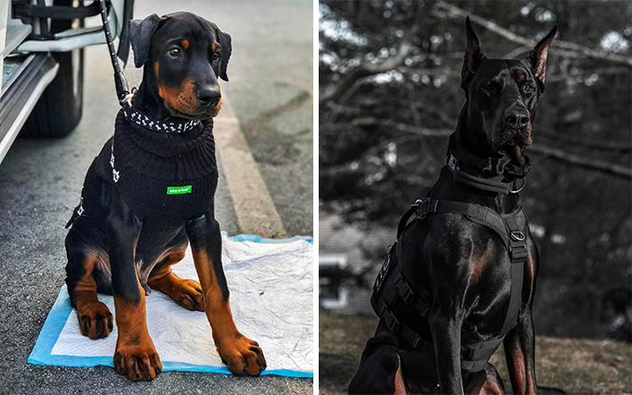 Before-After-Pet-Challenge