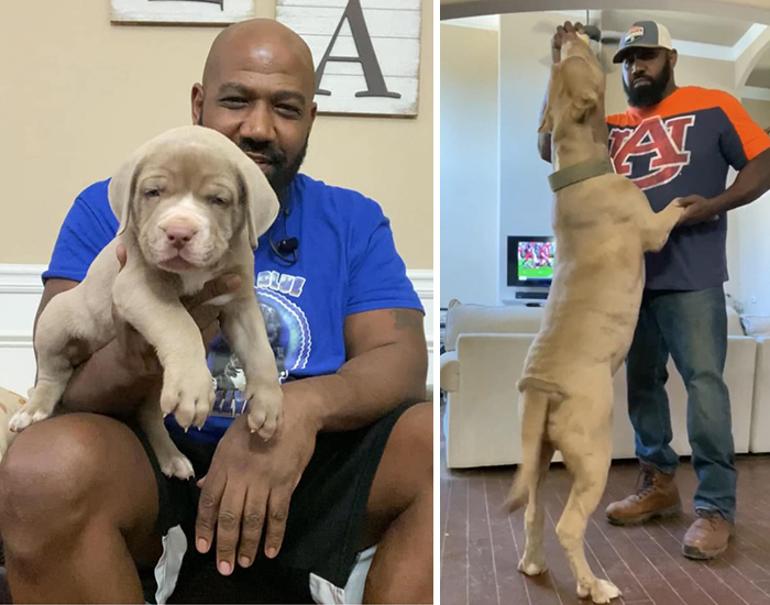 Before-After-Pet-Challenge