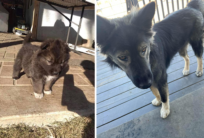 Before-After-Pet-Challenge