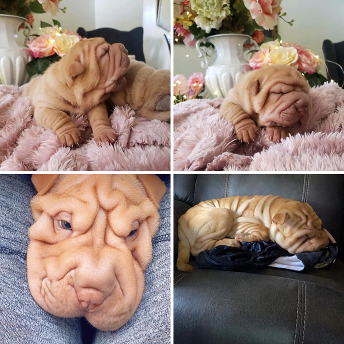 Before-After-Pet-Challenge