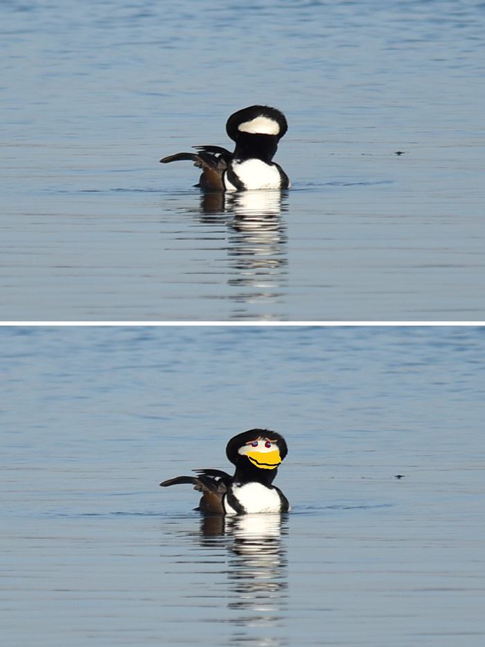 A Male Hooded Merganser Duck. The Features Weren't Very Clear, So I Tidied The Photo Up A Bit