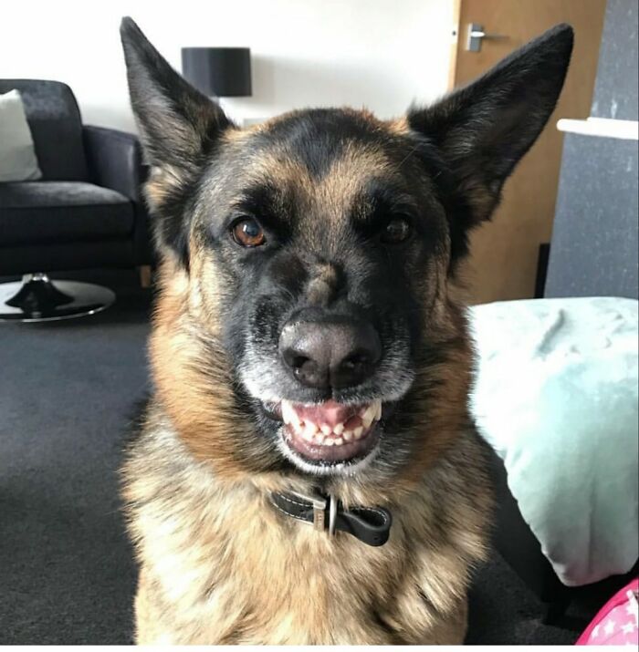 My Humans Bought A New House 3 Weeks Ago. The Neighbours Have Already Boarded Up The Gaps In The Fence Because Even Though I Know Them And Show Them Affection When They Visit I Scare The Hell Out Of Them When They Go To Hang Out Washing!!! Seems My Smile Is As Intimidating As My Bark. Shame Me!