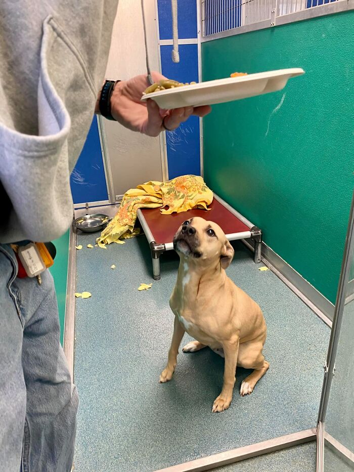 Nearly 80 Shelter Animals Get Treated To A Festive Thanksgiving Meal Nearly 80 Shelter Animals Get Treated To A Festive Thanksgiving Meal