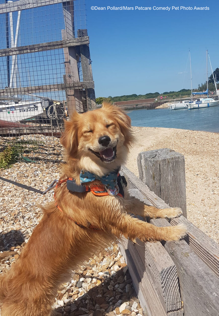 'Super Happy Dog' By Dean Pollard