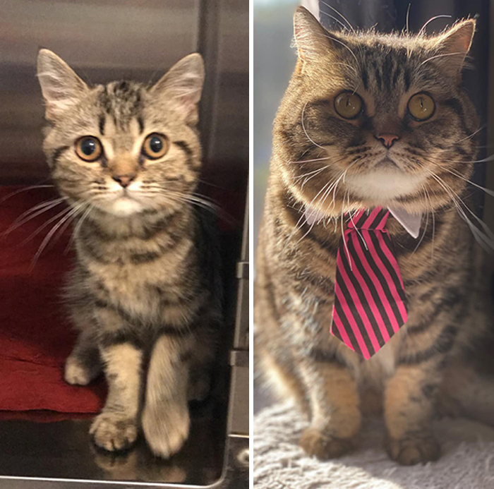 Before-After-Pet-Challenge