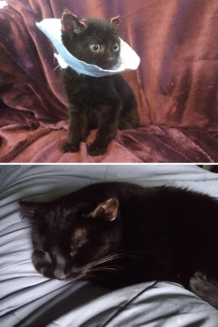 Before-After-Pet-Challenge