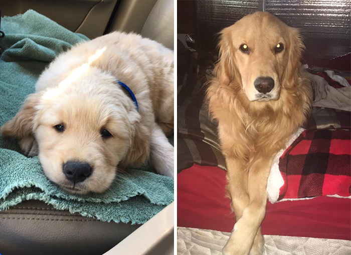 Before-After-Pet-Challenge