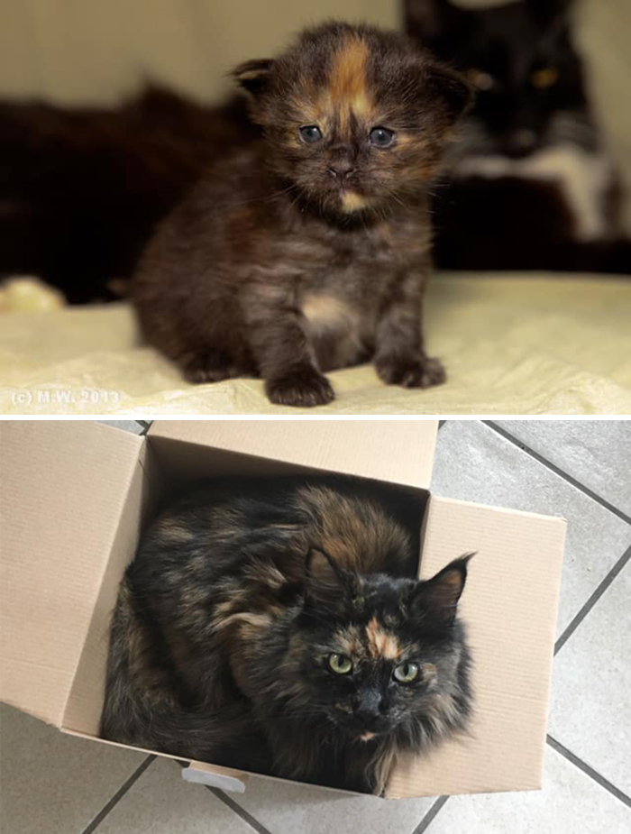 Before-After-Pet-Challenge