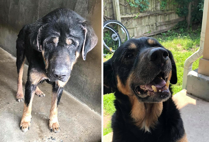 Before-After-Pet-Challenge