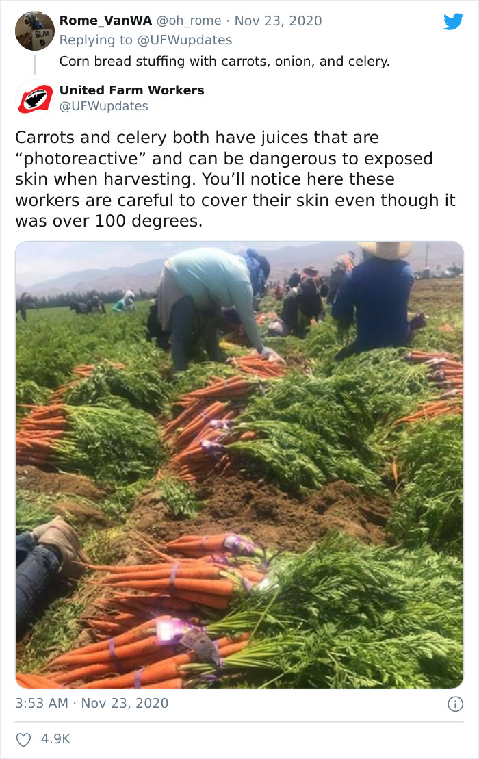 United Farm Workers Of America Honor Farmers By Showing People How Ingredients For Thanksgiving Meals Are Harvested United Farm Workers Of America Honor Farmers By Showing People How Ingredients For Thanksgiving Meals Are Harvested