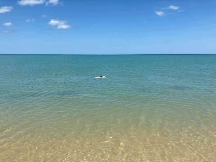 Sea Turtle Named Lou Learns To Swim Again After Losing Two Flippers In Fishing Nets Sea Turtle Named Lou Learns To Swim Again After Losing Two Flippers In Fishing Nets