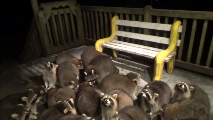 Every Night, This Man Feeds Hot Dogs To This Pack Of Raccoons As Per His Late Wife's Wish Every Night, This Man Feeds Hot Dogs To This Pack Of Raccoons As Per His Late Wife's Wish