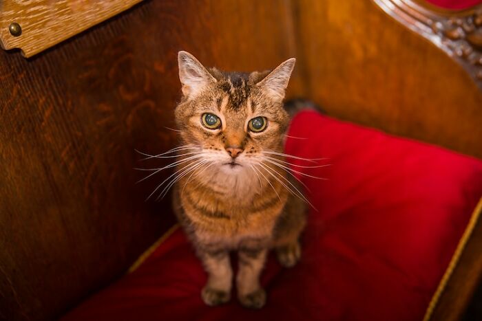 Cat Who Lived In A Church For 12 Years Passes Away, The Church Gives Her An Entire Memorial Service Cat Who Lived In A Church For 12 Years Passes Away, The Church Gives Her An Entire Memorial Service