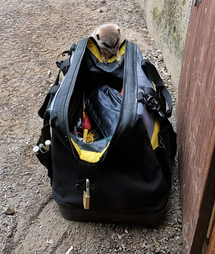 This Dad’s An Electrician In A Zoo And Here’s How He Spent His Morning With A Bunch Of Meerkats This Dad’s An Electrician In A Zoo And Here’s How He Spent His Morning With A Bunch Of Meerkats