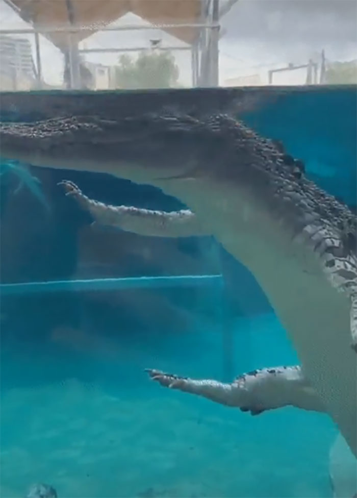 Next Time You See A Croc Floating Towards You, Remember This Image And You Won't Panic