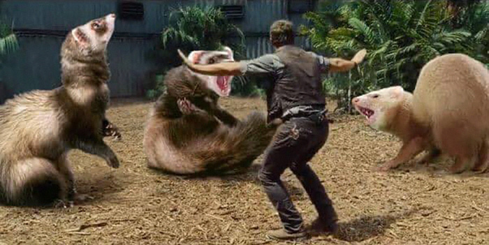 Someone Replaced Jurassic Park Dinosaurs With Ferrets, And This Version Is Probably Better Than The Original Someone Replaced Jurassic Park Dinosaurs With Ferrets, And This Version Is Probably Better Than The Original