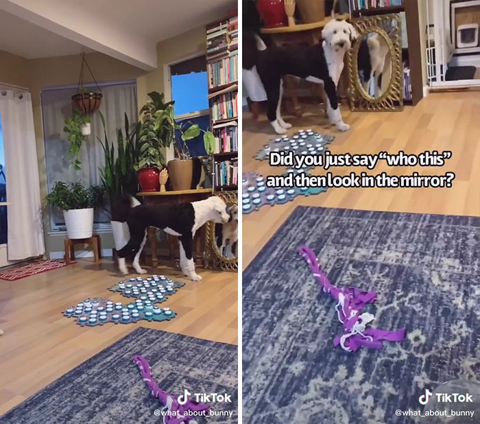 TikTok User Teaches Their Dog To Talk Using Buttons, Gets Surprised When She Asks Who She Is