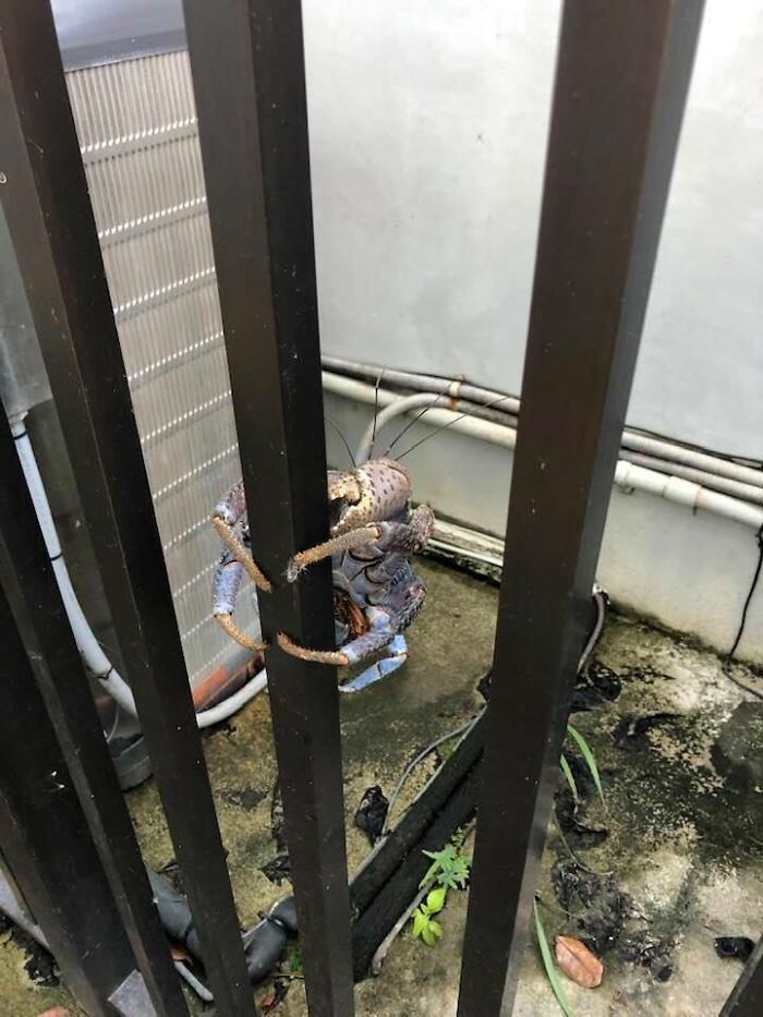 My First Submission To Crab Wildlife Photography