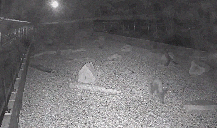 The Highway Overpass In Utah Is A Major Success And The Video Shows Many Wild Animals Using It To Avoid Danger