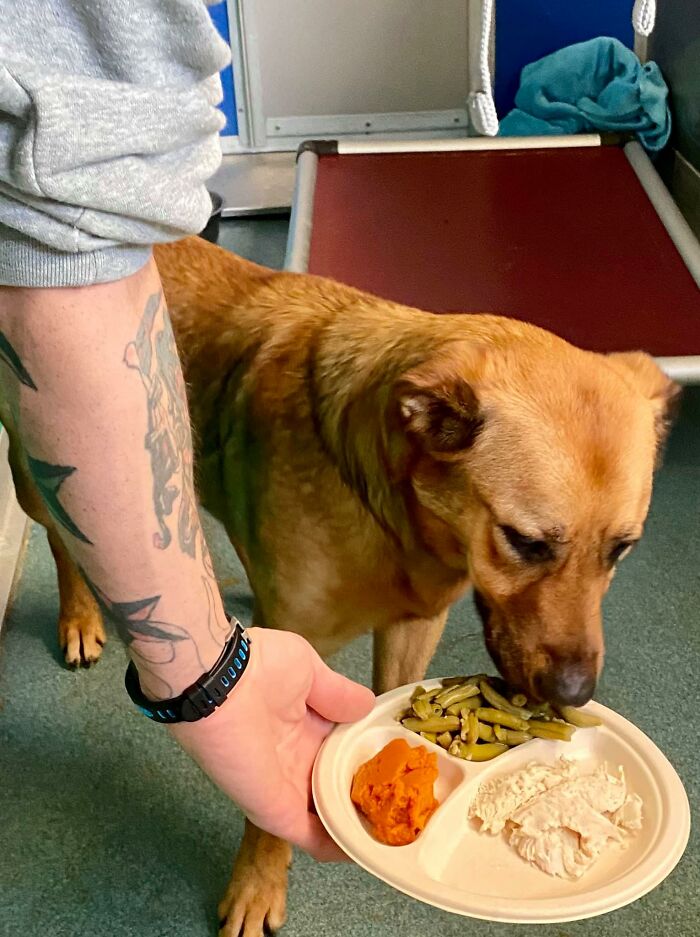 Nearly 80 Shelter Animals Get Treated To A Festive Thanksgiving Meal Nearly 80 Shelter Animals Get Treated To A Festive Thanksgiving Meal