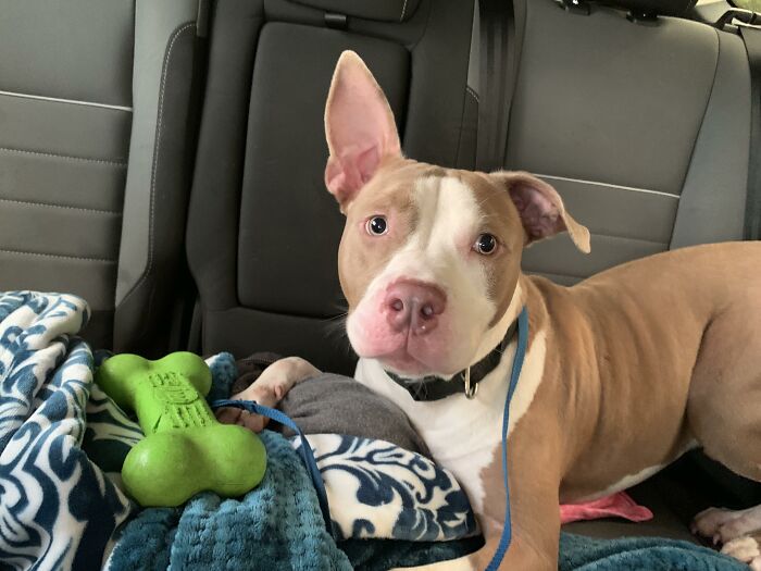 My Name Is Milo And I Was Just Rescued, I Wouldn’t Leave The Shelter Without My Favorite Toy Though So They Let Me Keep It!