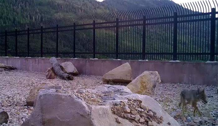 The Highway Overpass In Utah Is A Major Success And The Video Shows Many Wild Animals Using It To Avoid Danger The Highway Overpass In Utah Is A Major Success And The Video Shows Many Wild Animals Using It To Avoid Danger