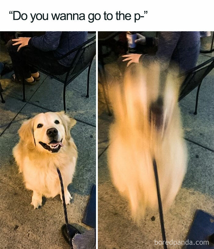 Golden retriever excitedly reacting to "Do you wanna go to the park," conveying a funny dog meme.