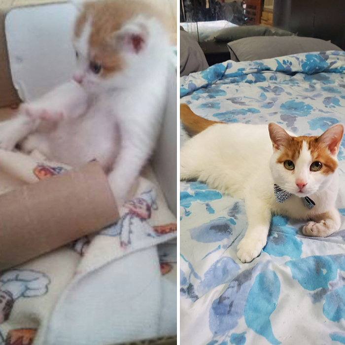 Before-After-Pet-Challenge