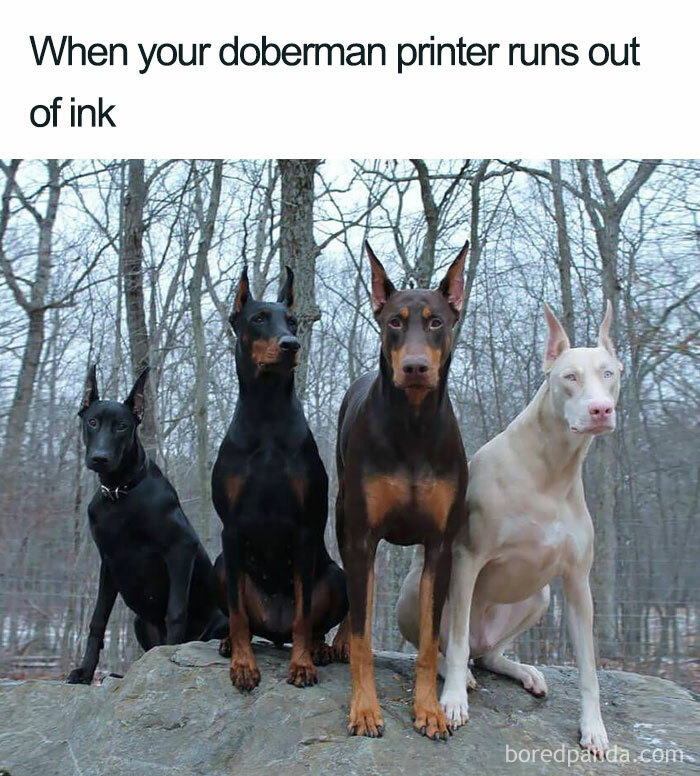 Four dobermans sitting on rocks, humorously compared to a printer running out of ink, embodying funny dog memes.