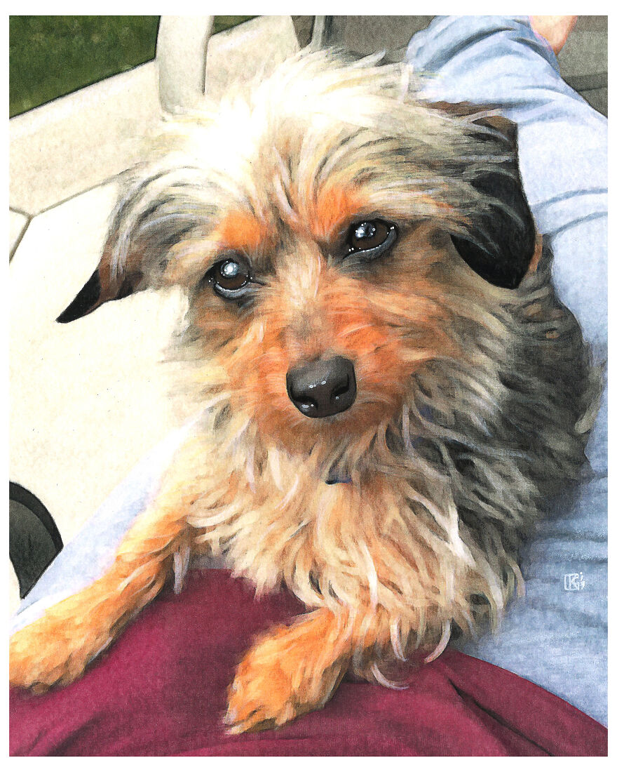 2019 Special Dog Portraits!