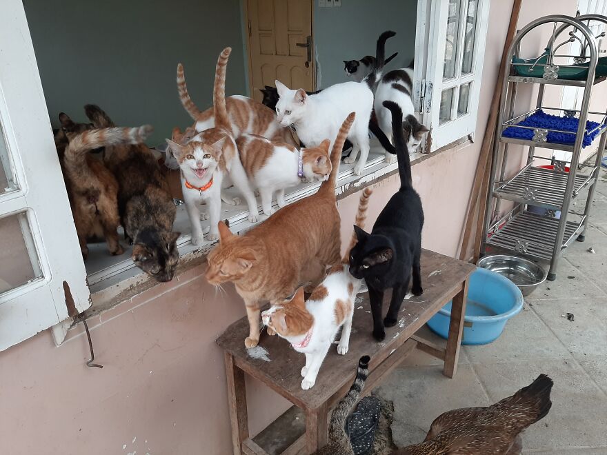 Vietnam's First Farm Sanctuary And Animal Rescue Helps All Kinds Of Animals Who Are Suffering From Cruelty And Neglect Vietnam's First Farm Sanctuary And Animal Rescue Helps All Kinds Of Animals Who Are Suffering From Cruelty And Neglect