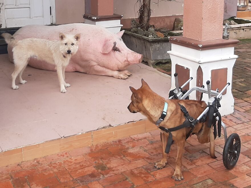 Vietnam's First Farm Sanctuary And Animal Rescue Helps All Kinds Of Animals Who Are Suffering From Cruelty And Neglect Vietnam's First Farm Sanctuary And Animal Rescue Helps All Kinds Of Animals Who Are Suffering From Cruelty And Neglect