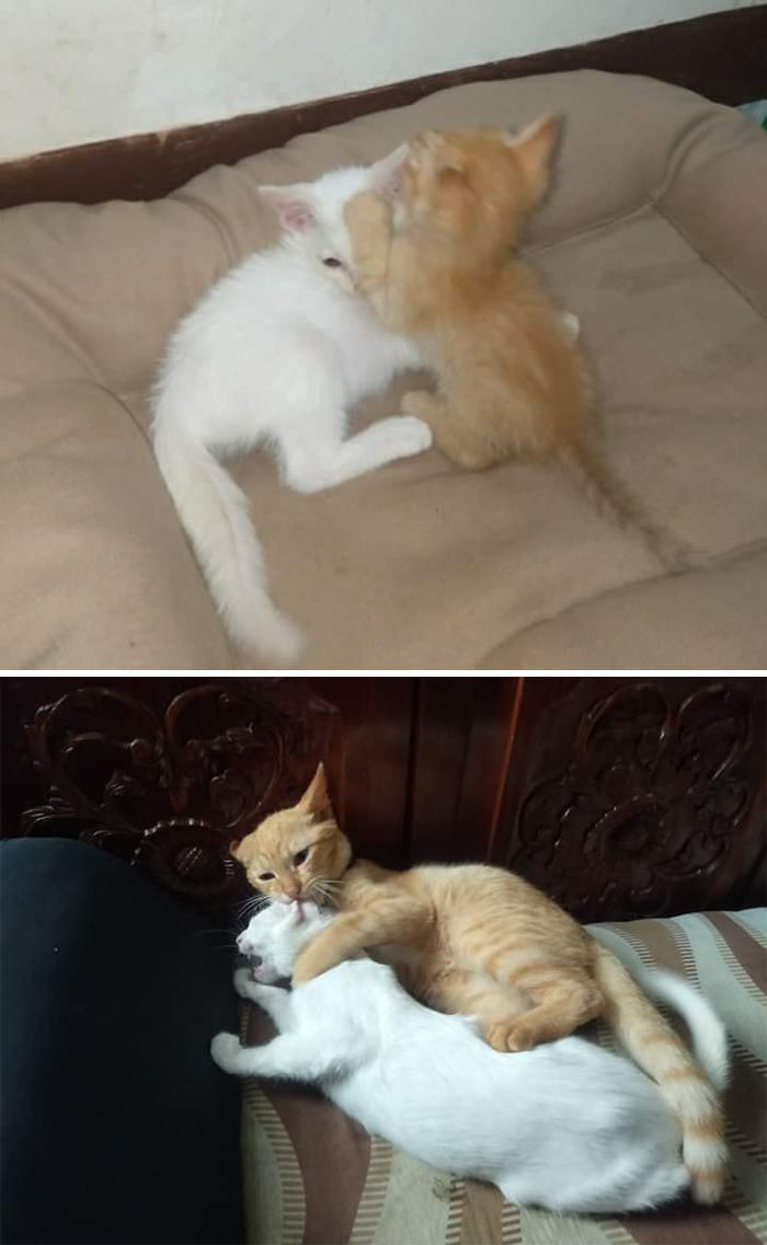 Before-After-Pet-Challenge