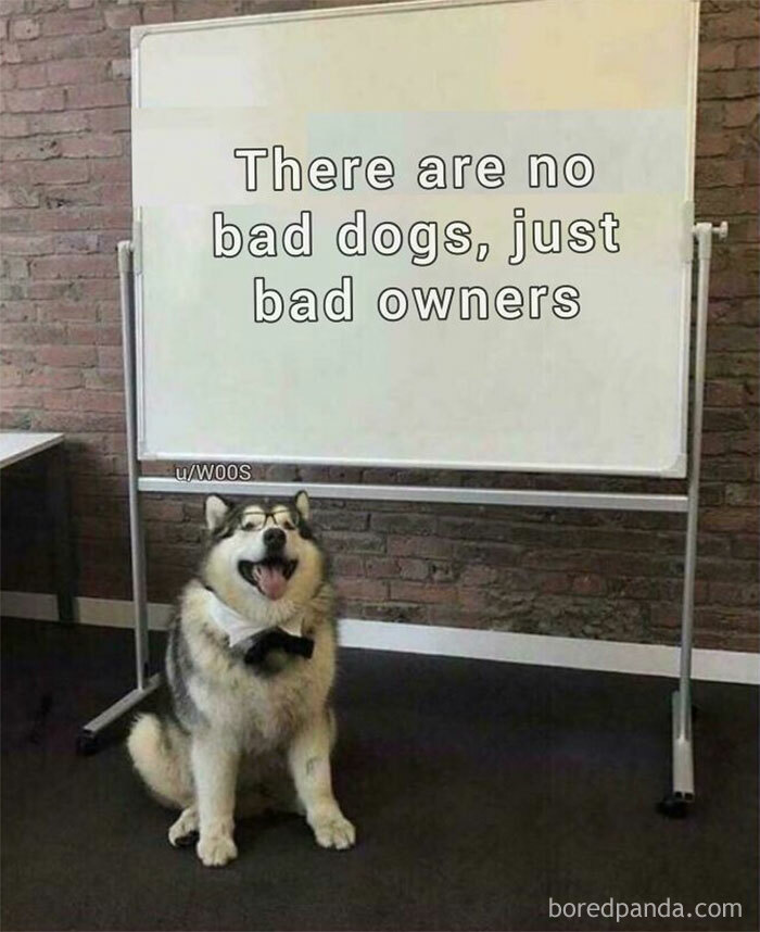 Funny dog meme of a husky wearing glasses and a bow tie, sitting by a whiteboard with a humorous message about owners.