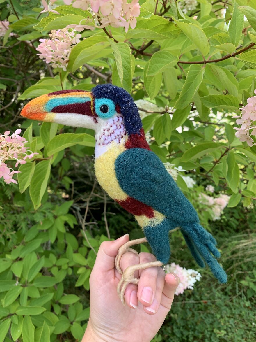 Curl Crested Aracari Toucan