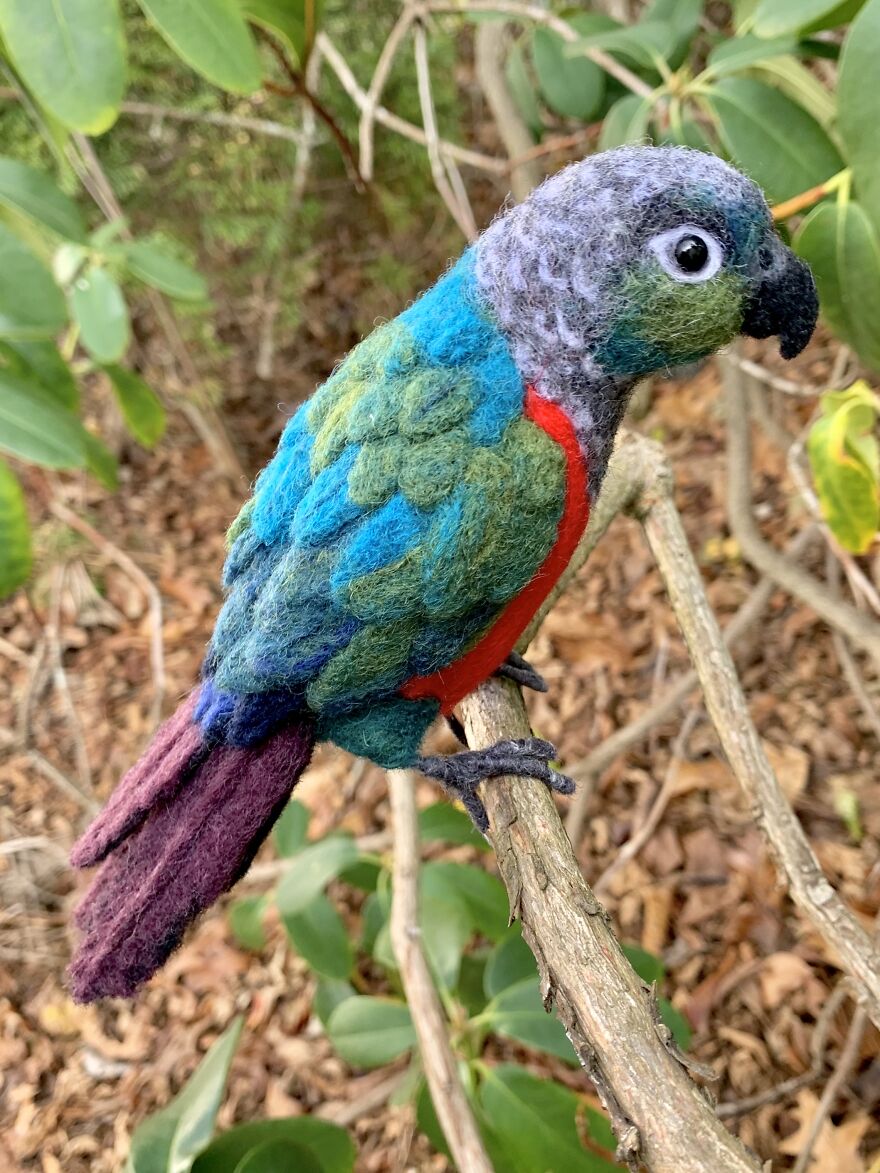 Crimson-Bellied Conure