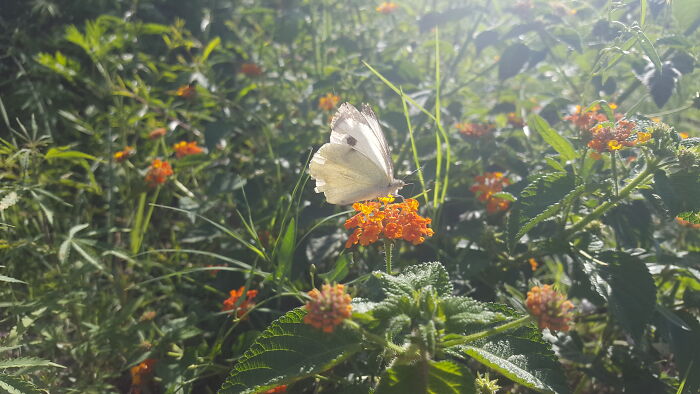Backyard Butterfly