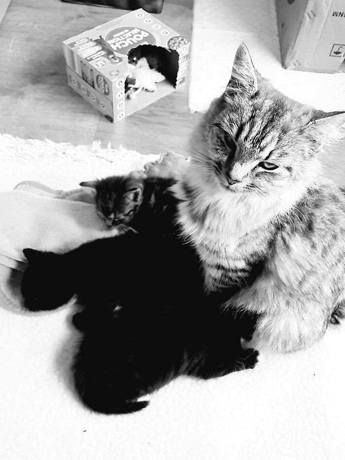 I Rescued A Cat And Ended Up With 4! It Was Amazing To Watch Her Give Birth And See Them Grow